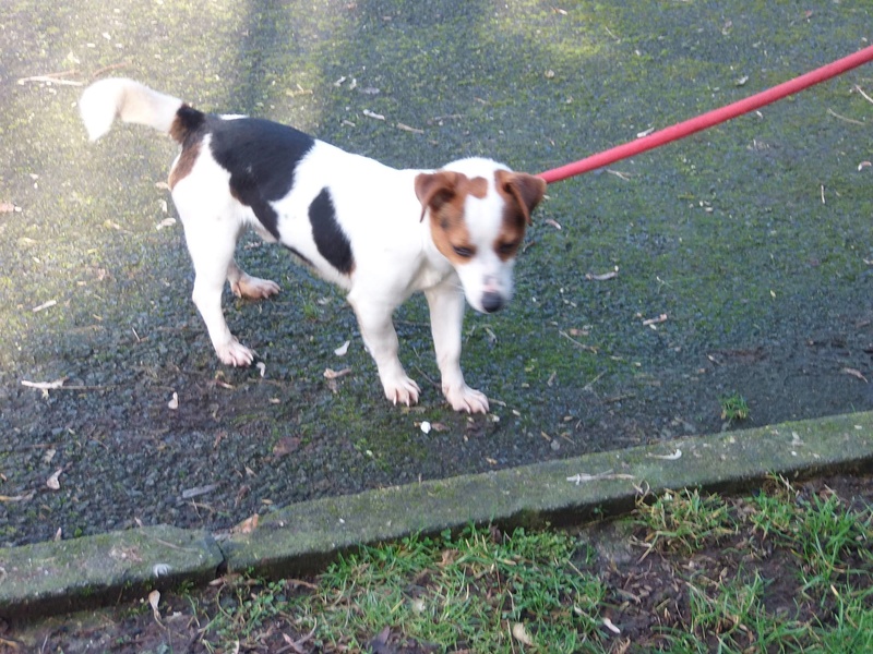 box p2  Edzo jack russel male 2 ans - refuge de Béthune (62) 16763611