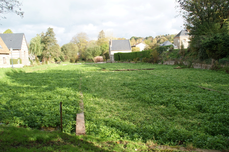 Cresson des jardins Dsc03611