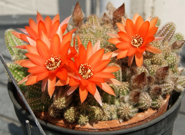 cactus en pot Dsc04014
