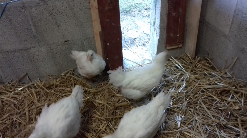 les poules Gauloise de Bresse blanche de Mat.be  20170522