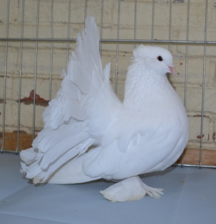 Pigeon Paon blanc • Queue de paon • Élevage et vente de pigeons