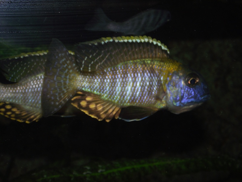 tramitichromis  sp orange top lumbila Dscf0523
