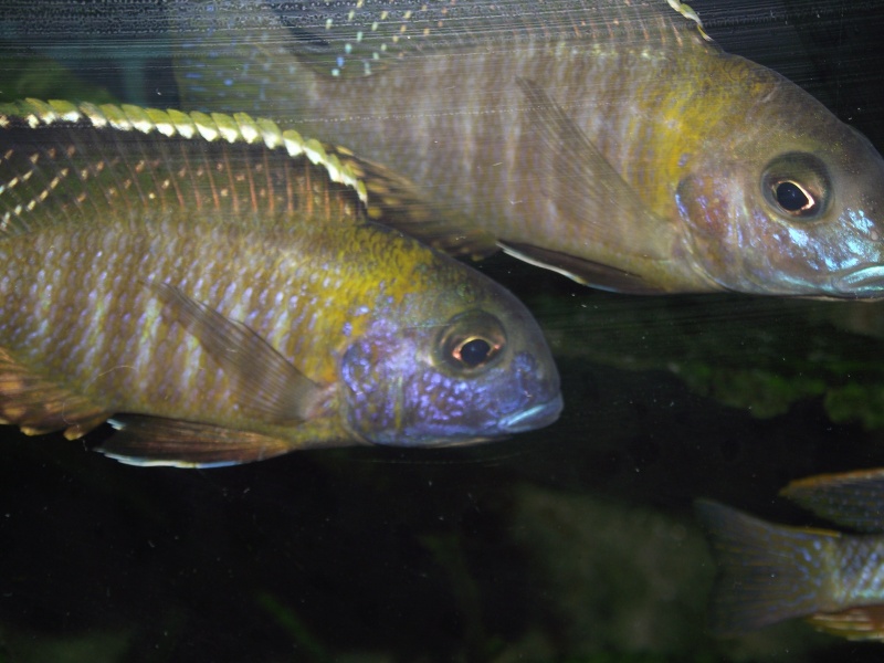tramitichromis  sp orange top lumbila Dscf0524