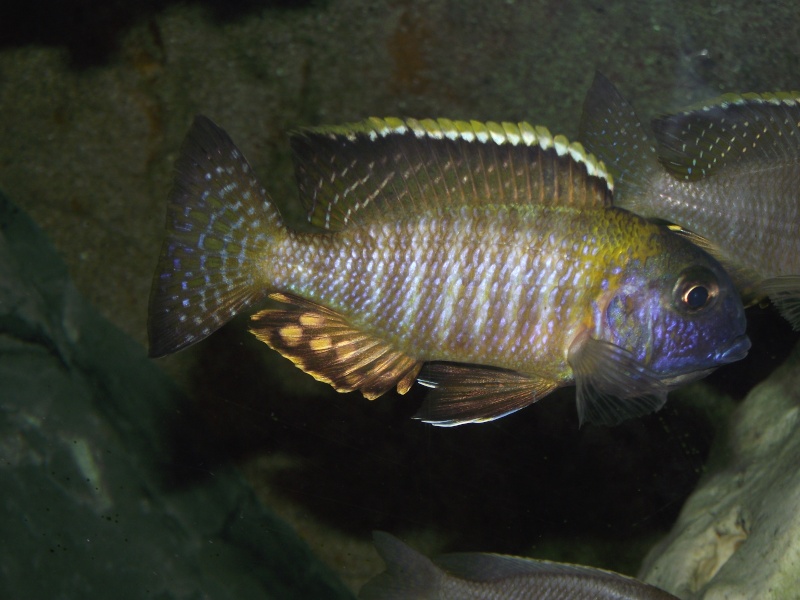 tramitichromis  sp orange top lumbila Dscf0525