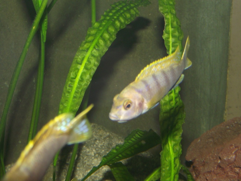 Labidochromis sp."mbamba" Dscf1014
