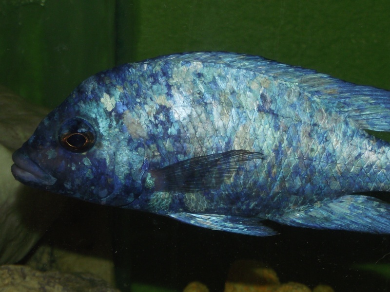 Placidochromis sp. "phénochilus tanzania" Dscf5812