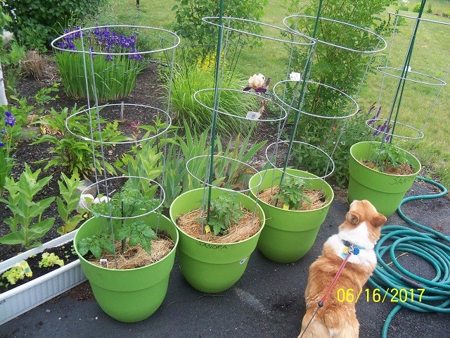 Determinate Tomatoes - when are they done? 06-16-10