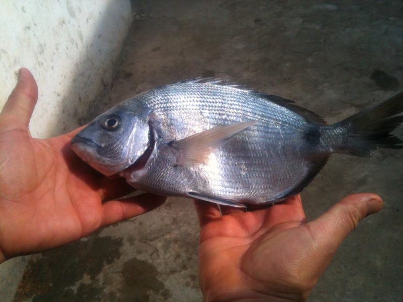 صيد سمك الشارغو بالليل في وادلاو  10974610