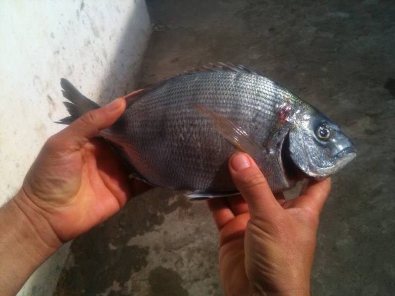 صيد سمك الشارغو بالليل في وادلاو  13810210