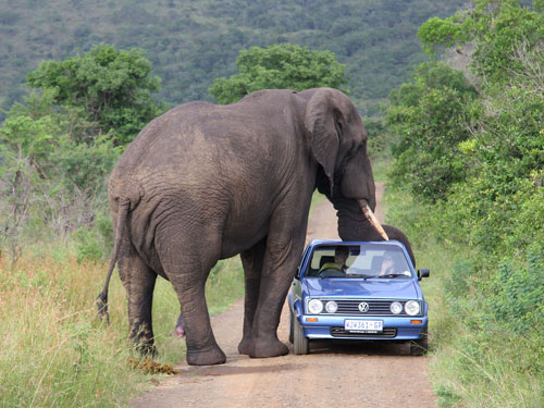 فيديو : فيل غاضب يهاجم سيارة سياح في جنوب افريقياويقلبها Elepha10