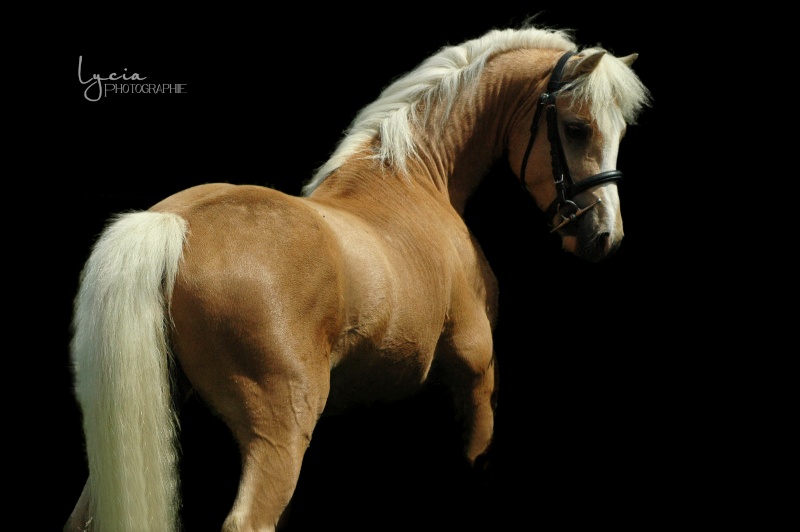 c'est le printemps !! immortaliser votre cheval pour de beaux souvenirs ! contactez moi :)  Dsc_1411