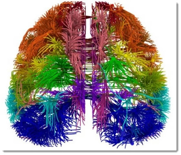 Nuevos mapas podrían revelar los misterios del cerebro Mapa_310