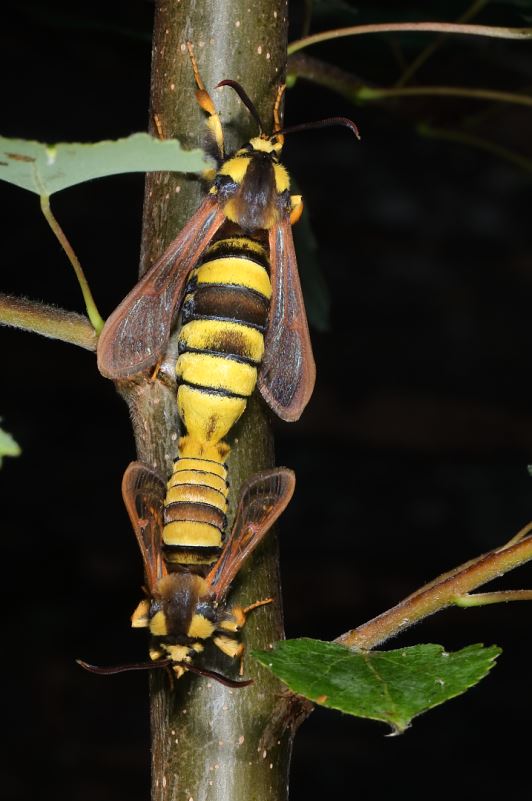 Sesia apiformis ;On a parfois d'ces idées, quand même... Captu119