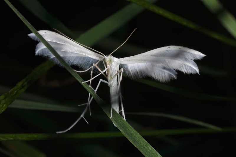 Pterophorus pentadactyla Captu123