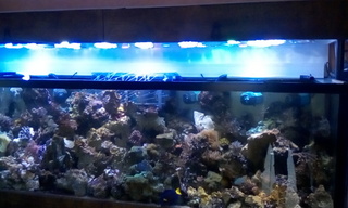 quelque photos de mon aquarium de 1400 Let le quart de rond de 250 L Img_2011