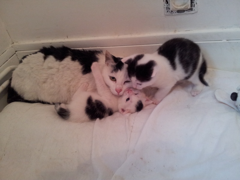 Nos chats de 2014 20140411