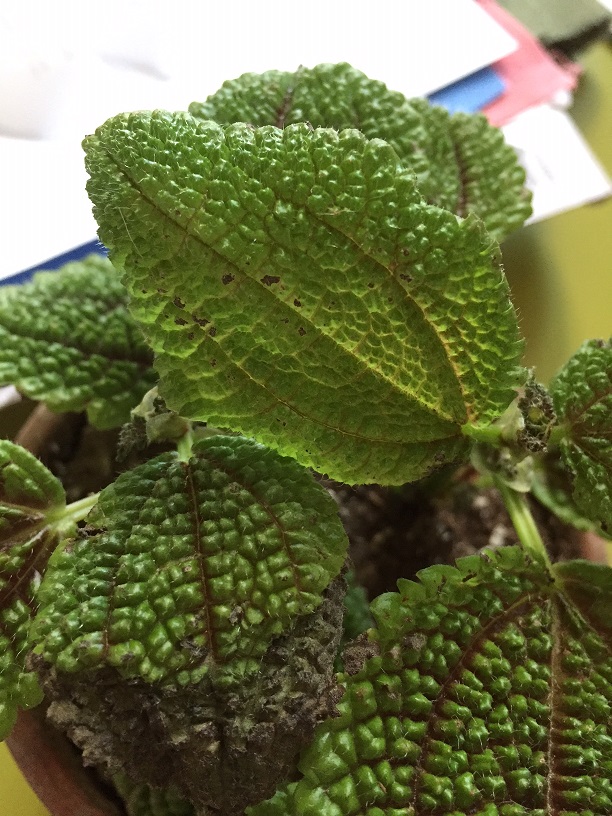 Pilea involucrata Img_1514