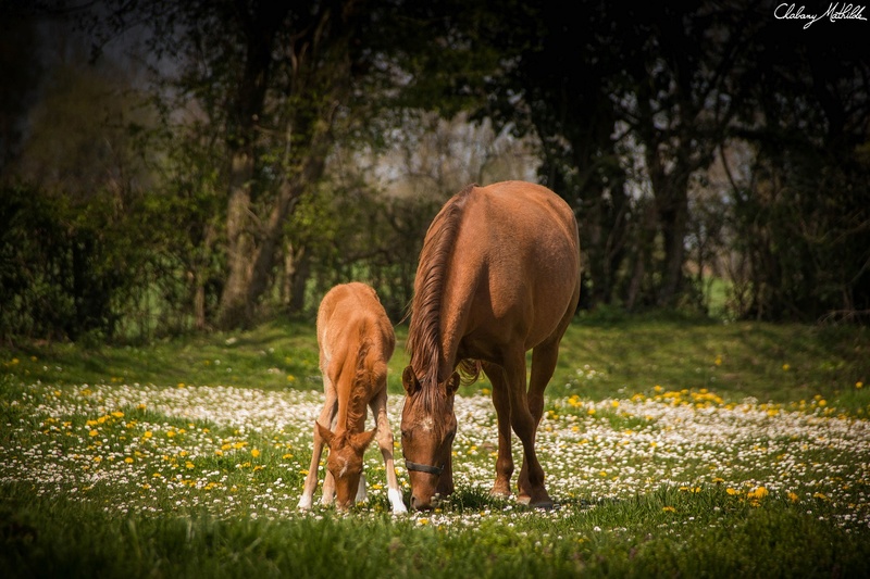 Hultima'Tyv de Belair par Désiratyv et Ultima'Tom d'Epona Img_9510