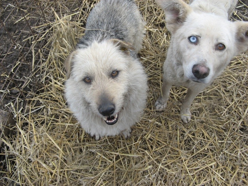 THORIA - griffon 5 ans - Asso Arche d'Eternité - en fa (10) Pict1211