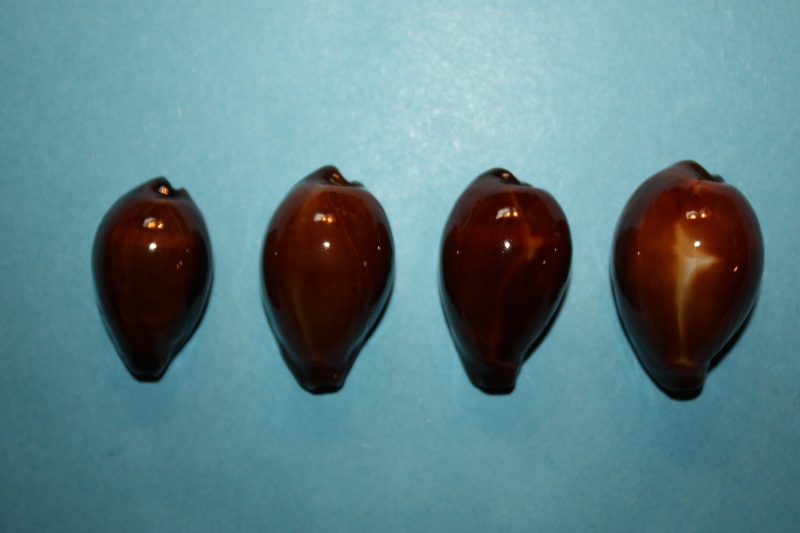 Erronea adusta persica - Schilder & schilder, 1938 12_phu10