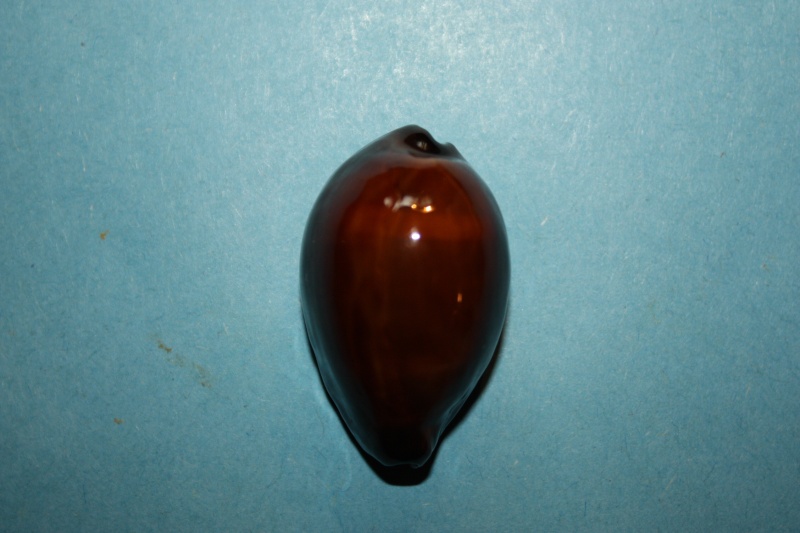 Erronea adusta persica - Schilder & schilder, 1938 13_div10