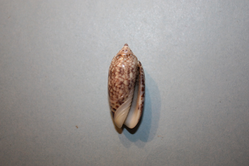 Americoliva reticularis reticularis (Lamarck, 1811) - Page 2 17-ame10