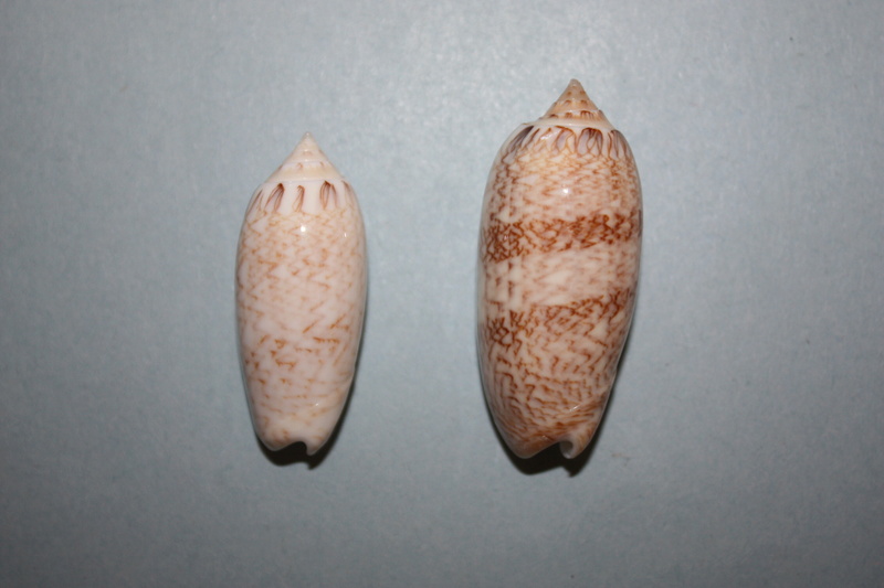 Americoliva bifasciata Kuster, 1878 - Worms = Oliva bifasciata bifasciata Küster in Weinkauff, 1878· - Page 3 4-amer11