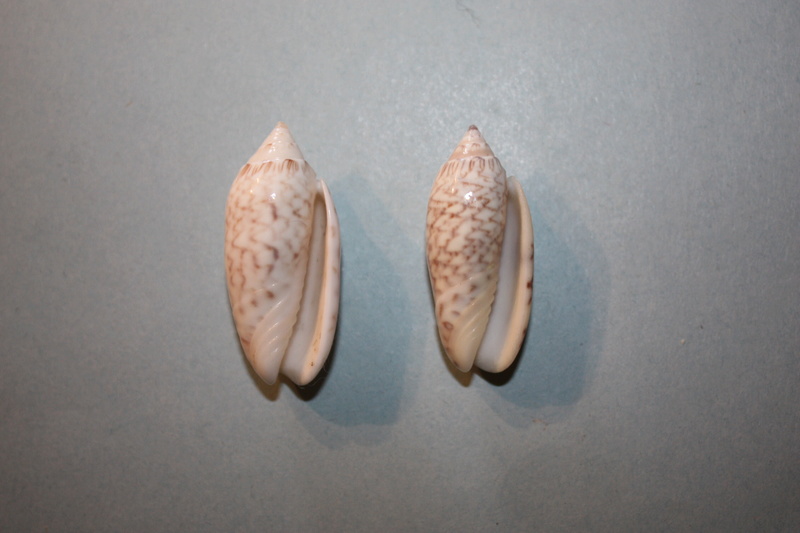 Americoliva reticularis reticularis (Lamarck, 1811) - Page 2 5-amer10