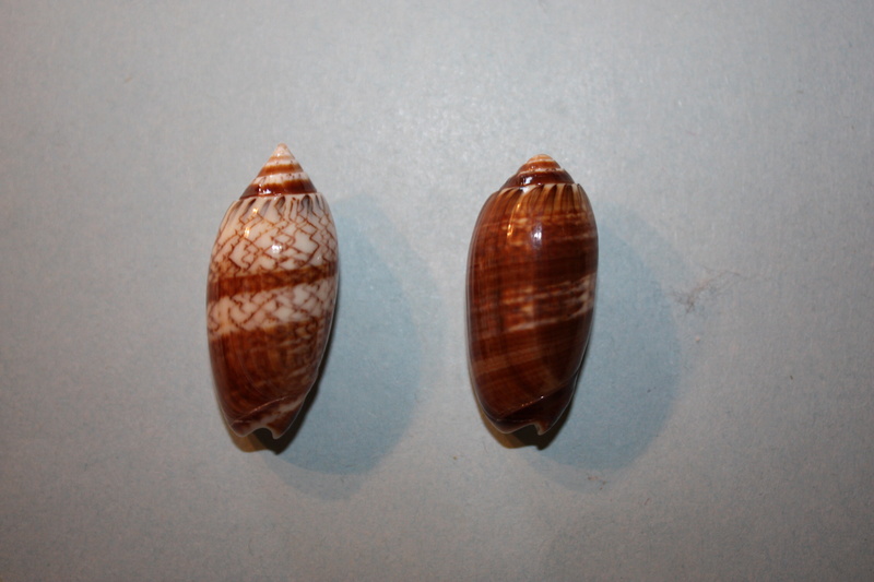 Americoliva reticularis reticularis (Lamarck, 1811) - Page 2 7-amer10