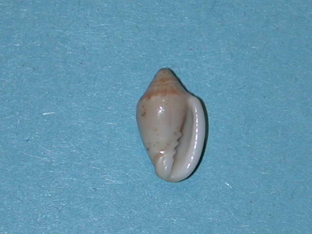 Marginella croukampi Hayes, 1996 87-mar10