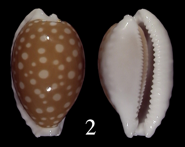 Cribrarula fallax antonellae Chiapponi, Lorenz & S. Marshall, 2013  Cribra10