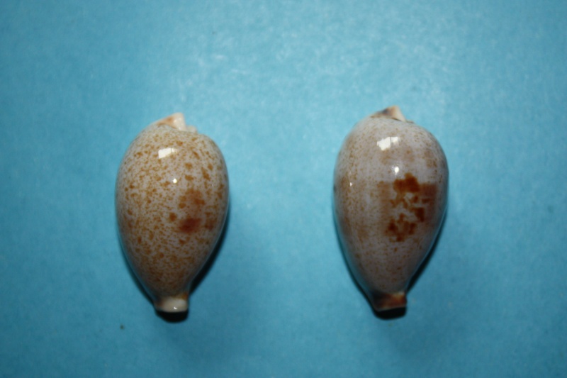 Ficadusta pulchella pulchella (Swainson, 1823)  Ficadu16