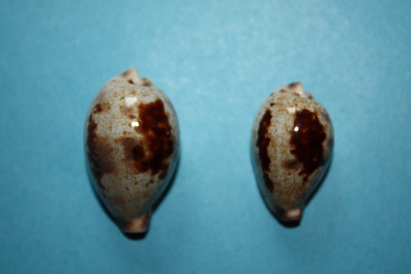 Ficadusta pulchella pulchella (Swainson, 1823)  Ficadu20