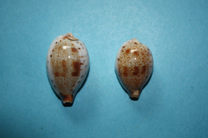 Ficadusta pulchella aliguayensis (van Heesvelde & Deprez, 2002) Ficadu26