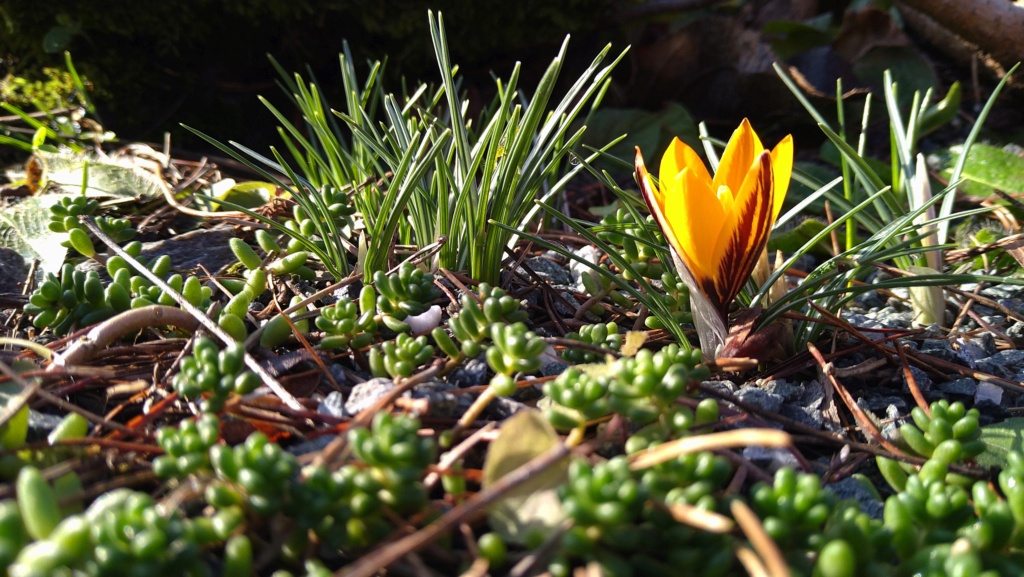 Schwertliliengewächse: Iris, Tigrida, Ixia, Sparaxis, Crocus, Freesia, Montbretie u.v.m. - Seite 33 Dsc_1529