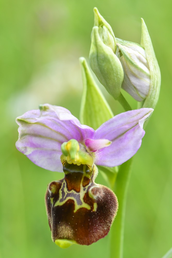 Festival de lusi sur Ophrys fuciflora 02510