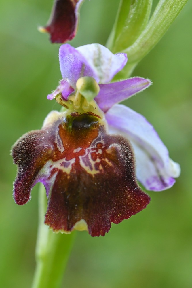 Festival de lusi sur Ophrys fuciflora 05210