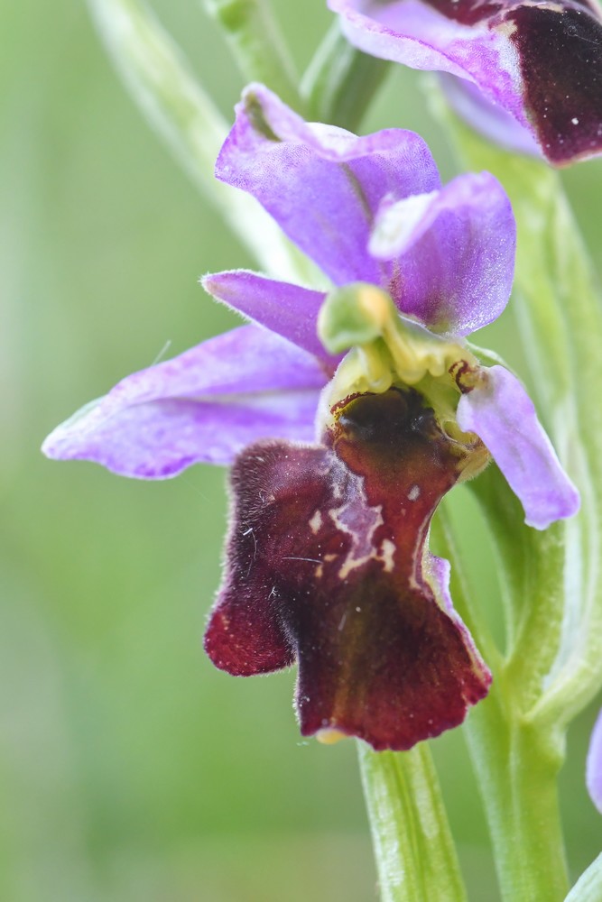 Festival de lusi sur Ophrys fuciflora 05310