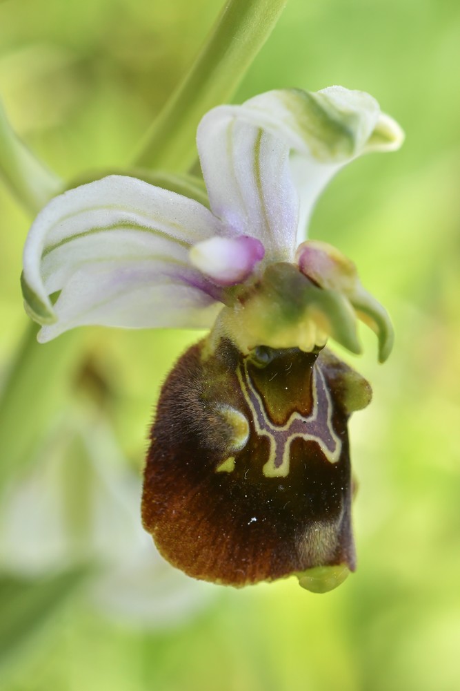 Festival de lusi sur Ophrys fuciflora 09910