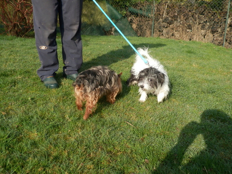 MIRINA, chiot croisé griffon 6 mois - F P3132113