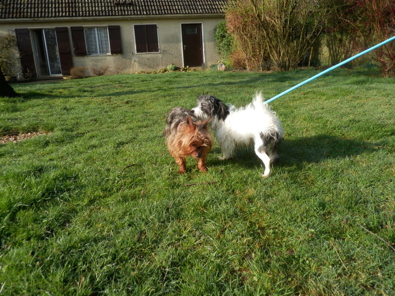 MIRINA, chiot croisé griffon 6 mois - F P3132114