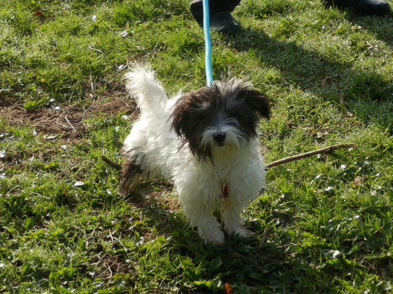 MIRINA, chiot croisé griffon 6 mois - F P3132115