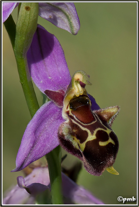 stacking Ophrys10