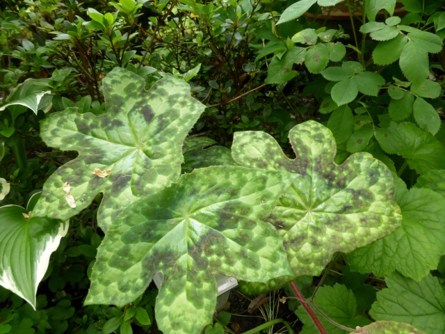 Podophyllum - le genre 02-05-11