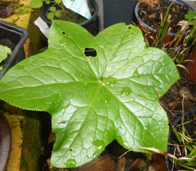 Podophyllum - le genre 02-05-13