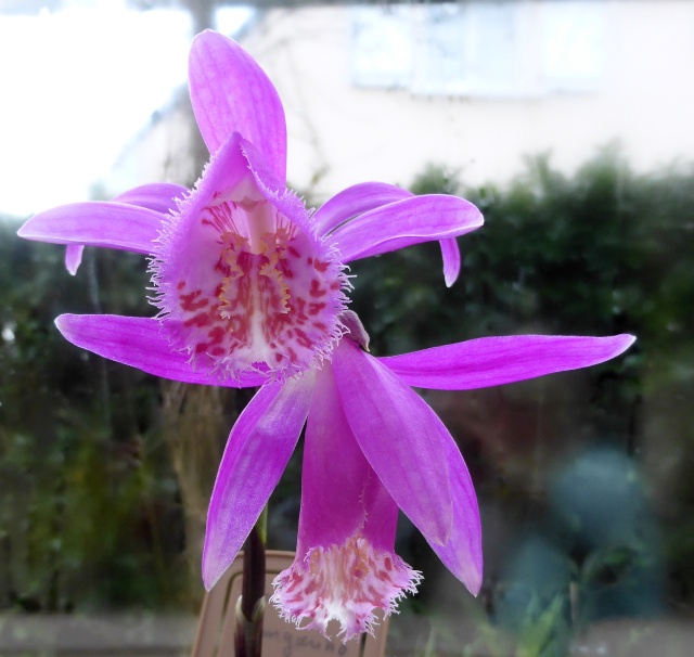 Pleione Tongariro 03-03-17