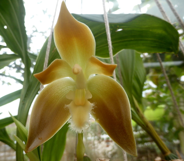 Sudamerlycaste peruviana 04-03-13