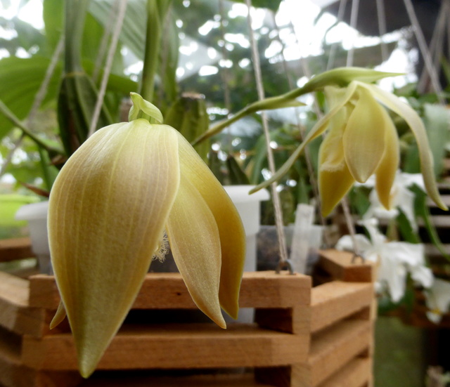 Sudamerlycaste peruviana 04-03-15