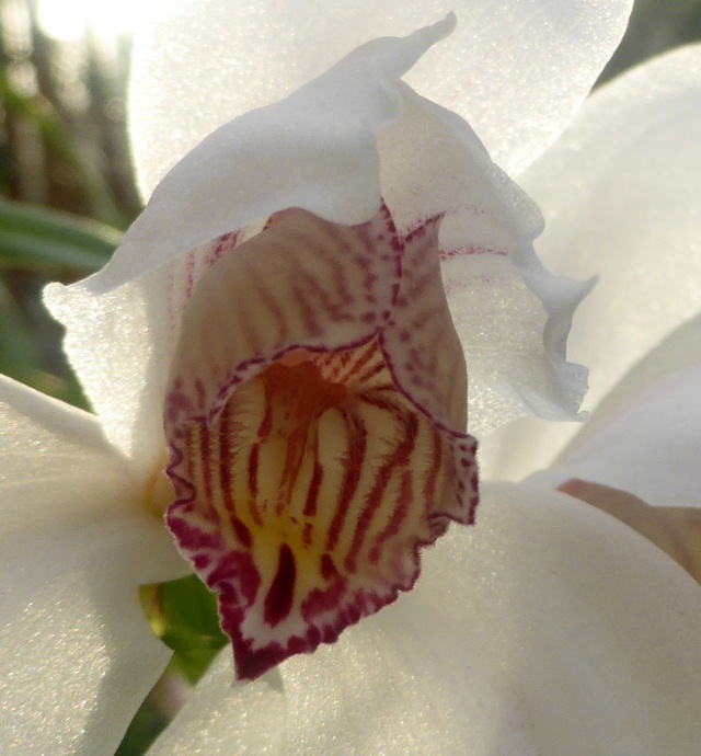 Cymbidium erythrostylum 11-01-12