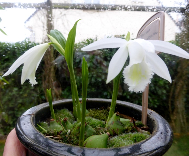 Pleione formasana var. alba 11-02-15